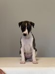whippet hane