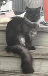 okastrerad hankatt 11 mån