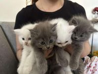 Ragdoll kattungen
