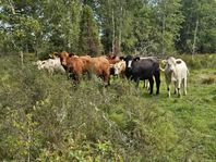 Dräktiga kvigor bruks Simmental Angus Charolais