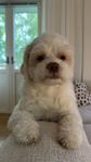 Omplacering Malshipoo