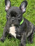 Fransk Bulldogg skk