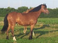 Maxad D-ponny