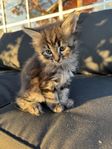 Maincoon/Norsk skogskatt