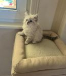 Neva masquerade kattunge med stamtavla