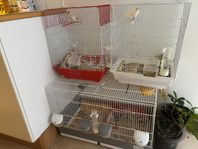 Fina fåglar och bur