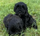 Shihpoo valp. 