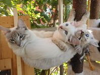 Mysiga Ragdoll och Siames kattungar