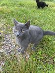 kattungar