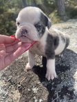 Engelsk bulldog valpar 