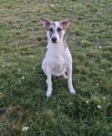 Vackra Enya 1 år - söker sitt för-evigt hem