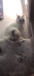 Ragdoll mix hona