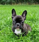 Fransk bulldog hanevalp