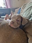 Fransk bulldog valp leveransklar