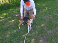 American foxhound valpar 