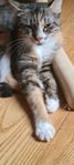 Siames/Norsk skogkatt blandishona