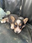 Welsh Corgi Cardigan valpar säljes