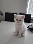 4 kattunga söka nytt hem