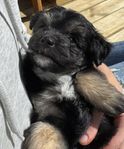 Toypudel/Tysk Spets mittlespitz valpar (hundvalpar/ hund)