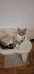 kattunge ragdoll 