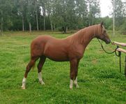 Arab, stor och snygg 1-åring