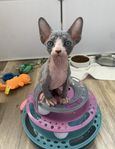Supersöt liten sphynx kattunge med stamtavla i Sverak.