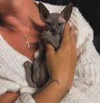 Underbara sphynx kattungar. 