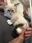 Ljusa Raggdoll kattungar