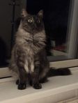 HANE 1,5 år innekatt 