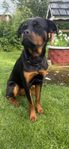 Rottweiler tik