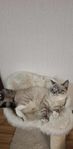 Ragdoll kattunge 
