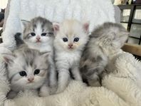 Urgulliga kattungar (Ragdoll, Brittisk långhår, Perser)