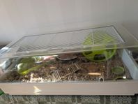 hamster + bur + tillbehör 