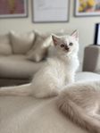 Ragdoll kattunge