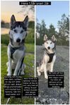 Omplacering hund