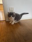 katten 2500