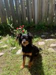 Russkiy Toy hund