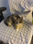 Säljer katt hona