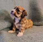 6 stiliga Hava/Maltipoo!