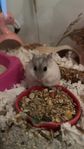 hamster