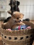 Pomeranian/Tysk spets mittlespitz valpar (hundvalpar/Hund)