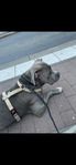 American bully XL