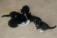 Kattungar