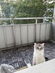 ragdoll 