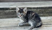 Kattungar 