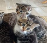 Två semi långhåriga kattungar