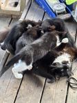 kattungar 