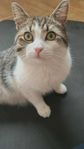 Katten Alfons 