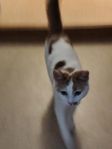 katt
