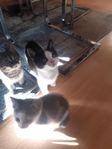 kattungar 12 veckor